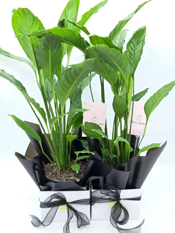 Peace Lily